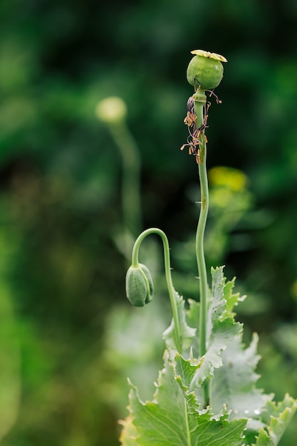 Bloeiende papaverbloemen met een gesloten knop in de tuin. Papaver groeit in de grond