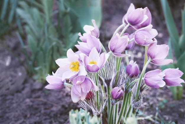 Foto bloeiende pasquebloemen lente