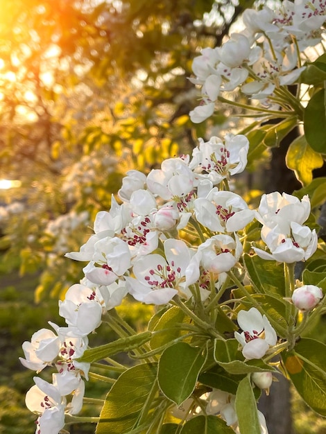 Bloeiende peren- of appelfruitboom op een warme lenteochtend Achtergrond voor uw behoeften