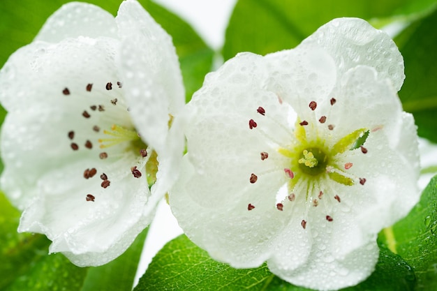 Bloeiende perenbloemen met dauwdruppels Macro-opname