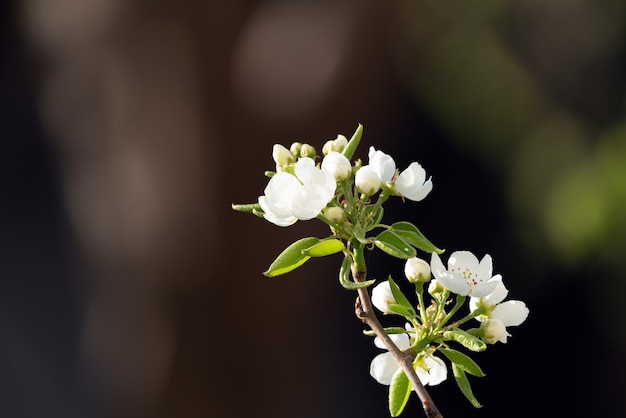 Bloeiende perentak in de tuin