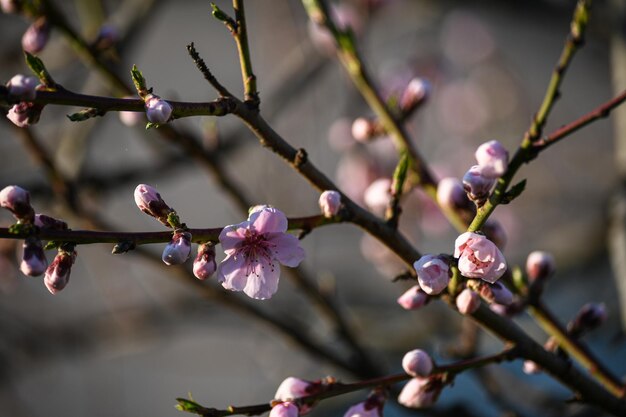 Bloeiende perzik in de lentetuin Tuinieren Mooie roze bloemen