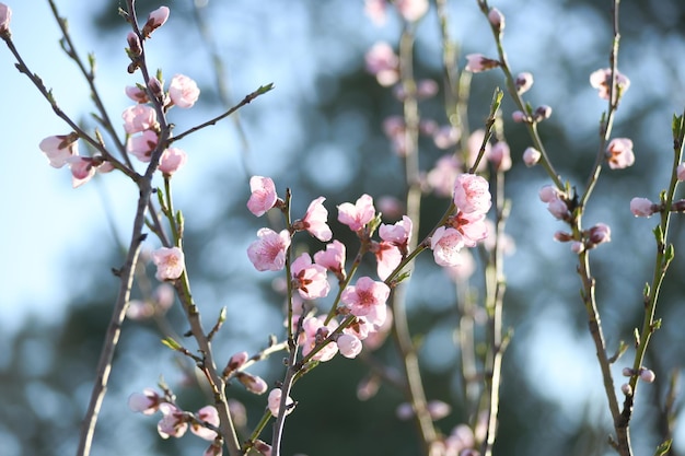 Bloeiende perzik in de lentetuin Tuinieren Mooie roze bloemen