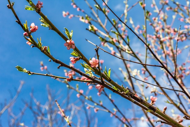 Bloeiende perzikboom in de tuin Lente seizoen van groeiende planten Tuinieren concept achtergrond