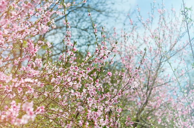 Bloeiende perzikboom. lente achtergrond