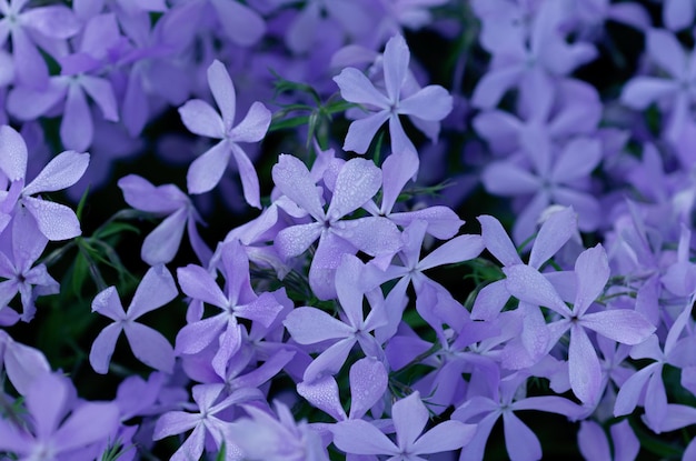 Bloeiende phlox divaricata close-up mooie bloemenachtergrond