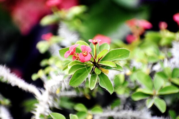 Foto bloeiende plant en boeket van prachtige roze bloem