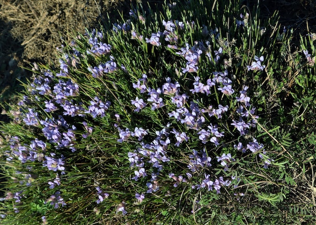 Bloeiende plant in de bergen van Spanje Erinacea anthyllis. Blauwe bloemen. Alicante. Doornstruik.