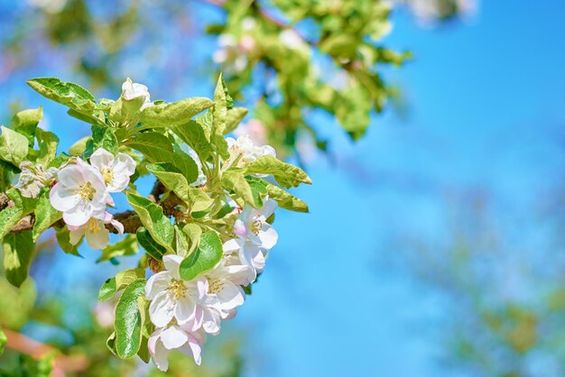 Bloeiende plant tegen blauwe lucht in de zomerdag. Lente achtergrond