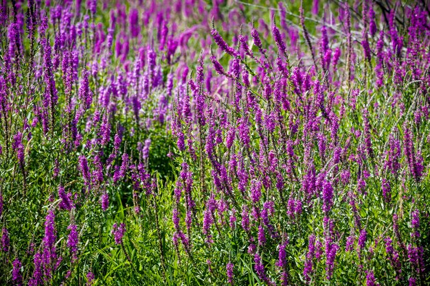 Foto bloeiende plant