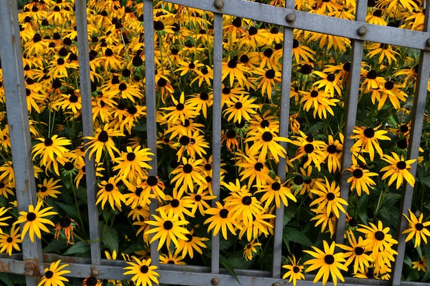 Foto bloeiende planten bij het hek
