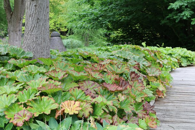 Foto bloeiende planten en bomen in het park