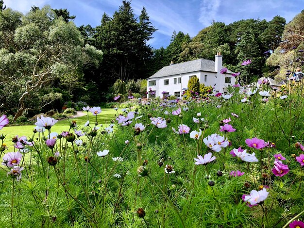 Foto bloeiende planten en bomen per huis op het veld