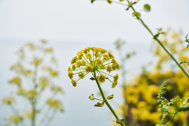 Bloeiende planten in de natuur