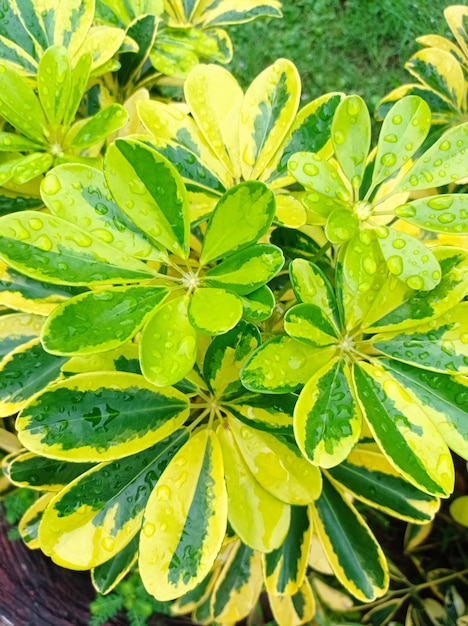 Bloeiende planten voor in huis