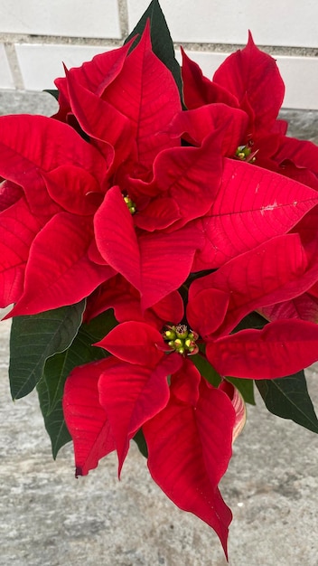 Bloeiende poinsettia typisch voor kerstversiering. Typische rode kerstbloem