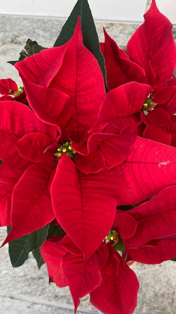 Bloeiende poinsettia typisch voor kerstversiering. Typische rode kerstbloem