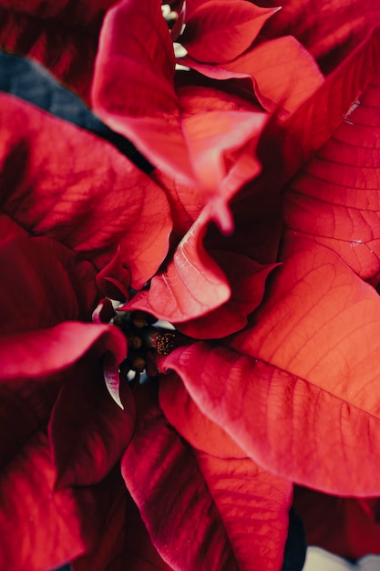 Bloeiende poinsettia typisch voor kerstversiering. typische rode kerstbloem.