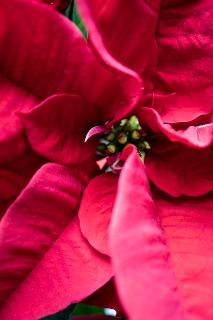 Bloeiende poinsettia typisch voor kerstversiering. Typische rode kerstbloem.