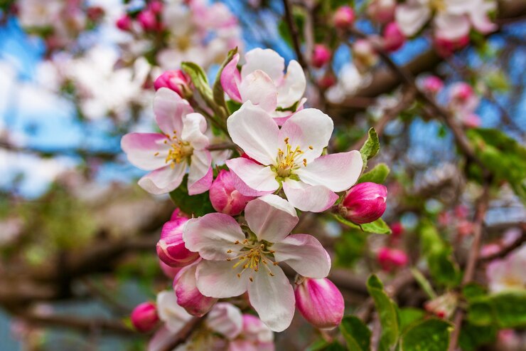 Foto bloeiende prachtige fragiele bloemen en prachtige bloemknoppen op een aparte tak van de appelboom