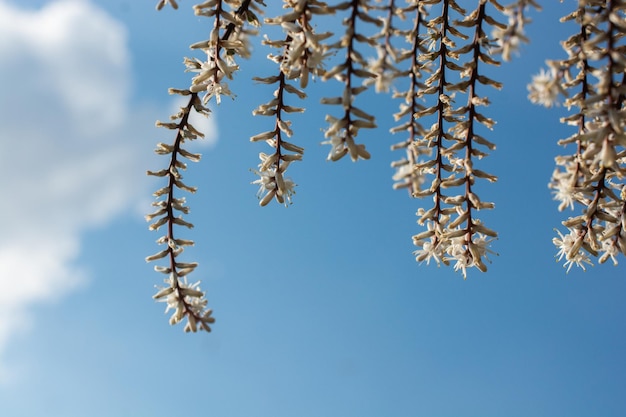 Bloeiende prachtige kleurrijke natuurlijke bloemen als bloemenachtergrond