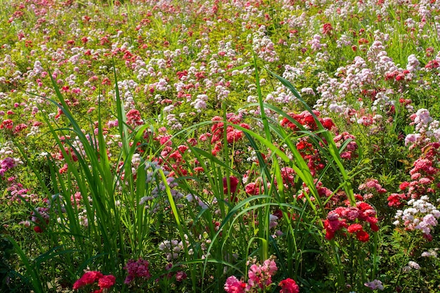 Bloeiende prachtige kleurrijke natuurlijke bloemen als bloemenachtergrond