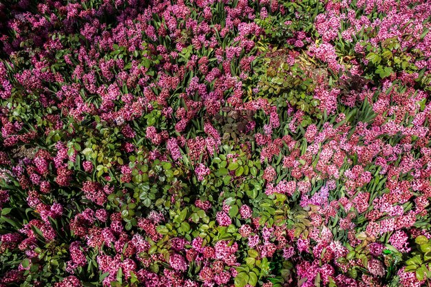 Bloeiende prachtige kleurrijke natuurlijke bloemen in zicht