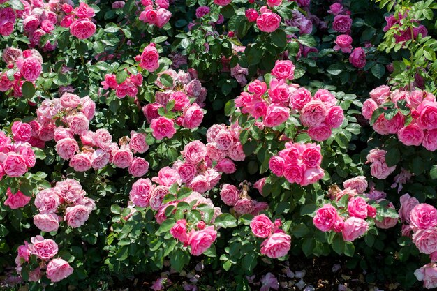 Bloeiende prachtige kleurrijke rozen als bloemen achtergrond