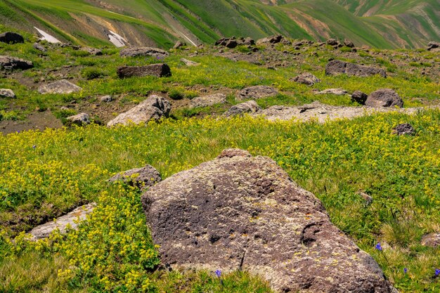 Bloeiende prachtige kleurrijke wilde bloemen in zicht