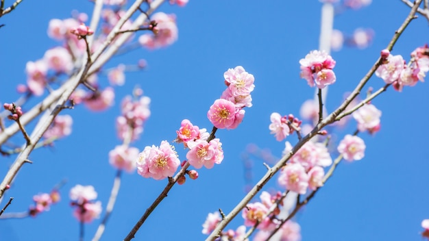 Bloeiende pruimbloem in de tuin.