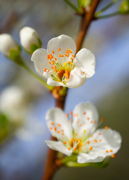 Bloeiende pruimenboom bloemen op een zonnige lentedag in Griekenland