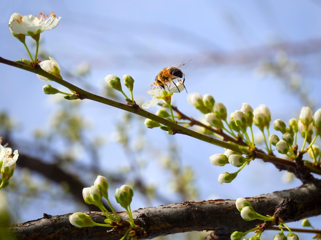 Bloeiende pruimenboom bloemen op een zonnige lentedag in Griekenland