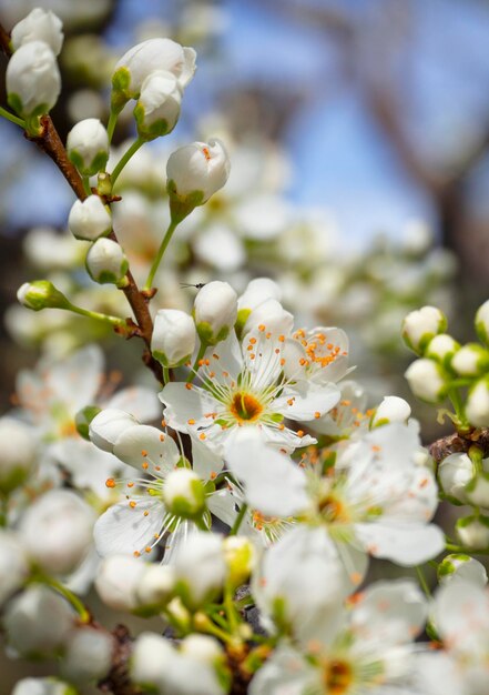 Bloeiende pruimenboom bloemen op een zonnige lentedag in Griekenland