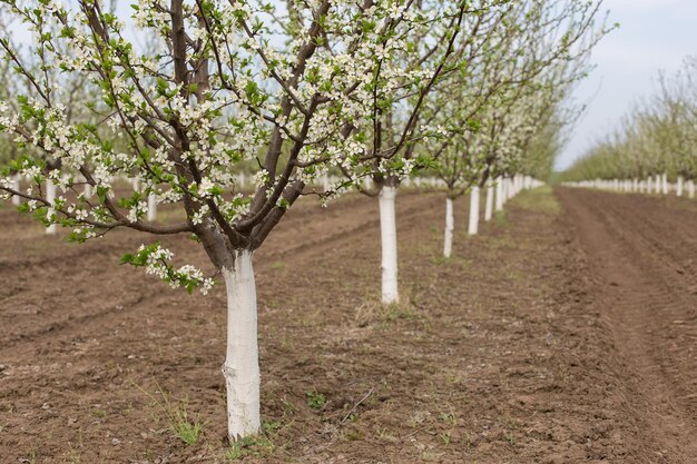 Bloeiende pruimenboom close-up Lente witte bloemen