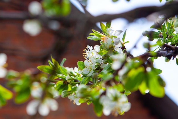 Bloeiende pruimenboom in de lente van de boerderijtuin