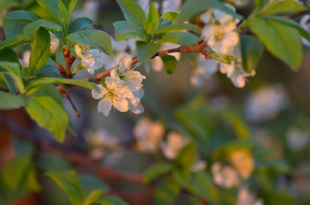 Bloeiende pruimentak in stralen van avondzon. Lentebloemen voor ontwerp en achtergrond