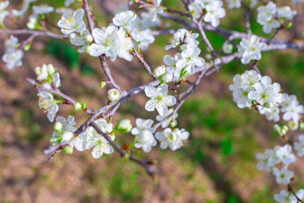 Bloeiende pruimentak met witte bloemen op een lentedag in de tuin Nature39s ontwaken