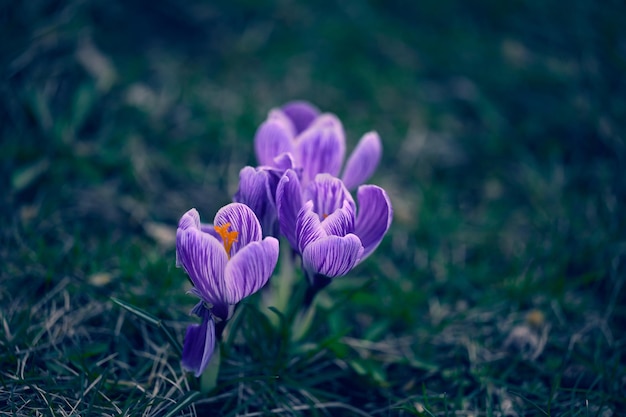 Bloeiende purole krokussen met groene bladeren in de tuin Lentebloemen