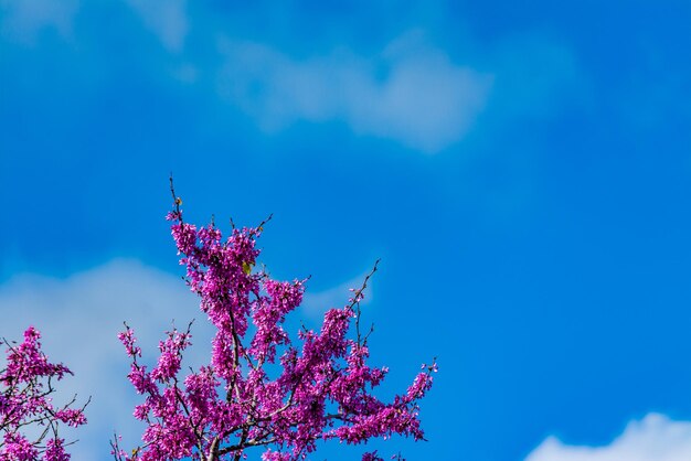 Bloeiende redbud-boom onder de blauwe lucht