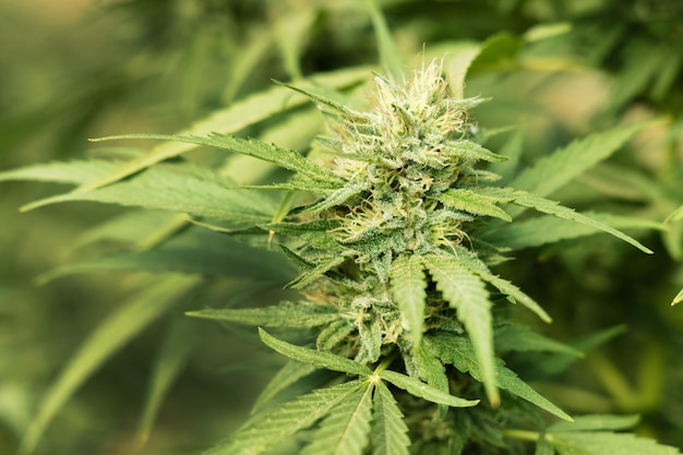 Bloeiende rijpe marihuana met toppen en groene bladeren Biologische cannabis Sativa vrouwelijke planten met CBD