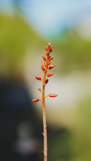 Bloeiende rode aloëbloem is vetplanten in het wild