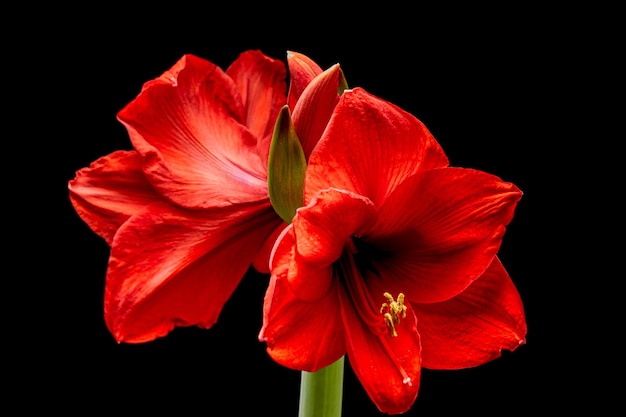 Bloeiende rode Amaryllis bloem geïsoleerd op zwarte achtergrond Mooie Kerst bloem