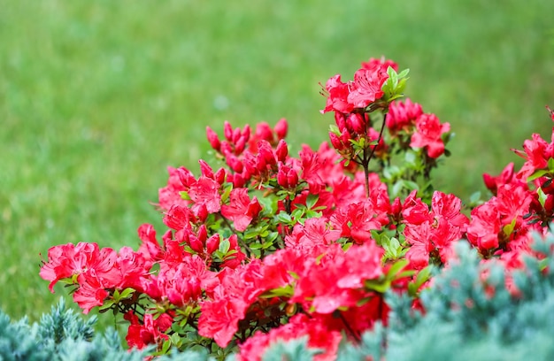 Bloeiende rode azalea bloemen en knoppen op een groene achtergrond in een lentetuin Tuinieren concept