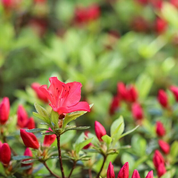 Bloeiende rode azalea bloemen in de lentetuin Tuinieren concept