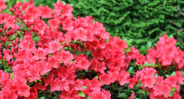 Bloeiende rode azalea bloemen met dauwdruppels in de lentetuin