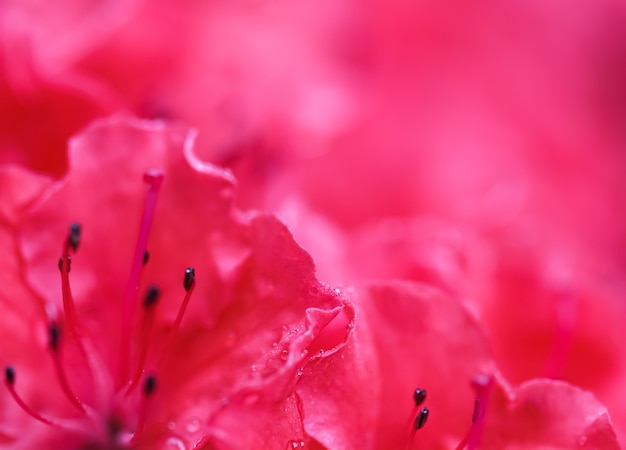 Bloeiende rode azalea bloemen met dauwdruppels in de lentetuin