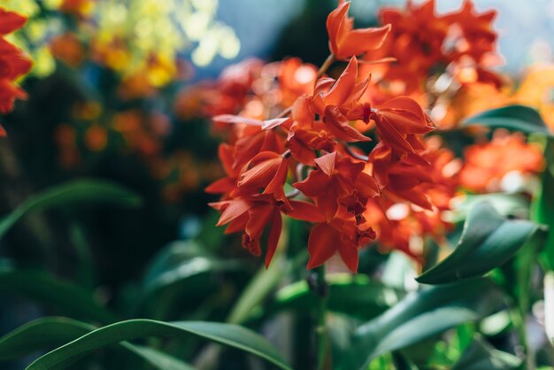 Bloeiende rode bloemen, tropische planten