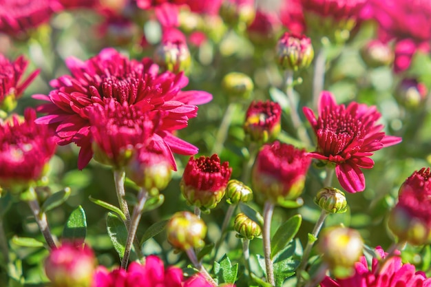 Bloeiende rode chrysant in de herfsttuin, achtergrond met bloeiende chrysant.