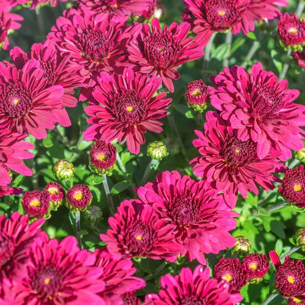 Bloeiende rode chrysant in de herfsttuin, achtergrond met bloeiende chrysant.