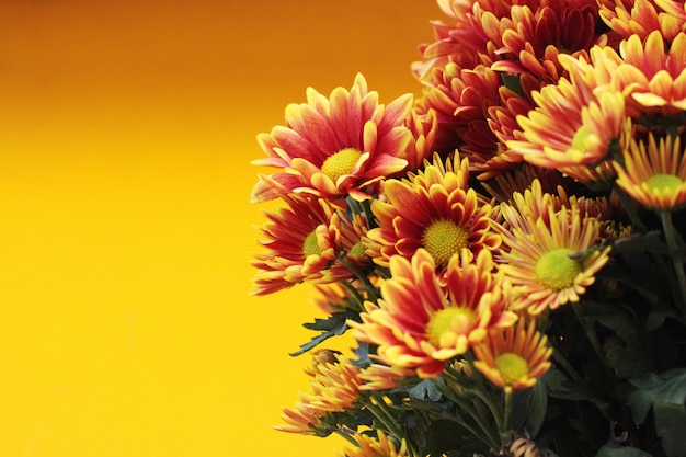 Bloeiende rode Chrysanthemum-bloemen op gele achtergrond